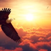 De la décision à la réalisation, la voie de l’aigle